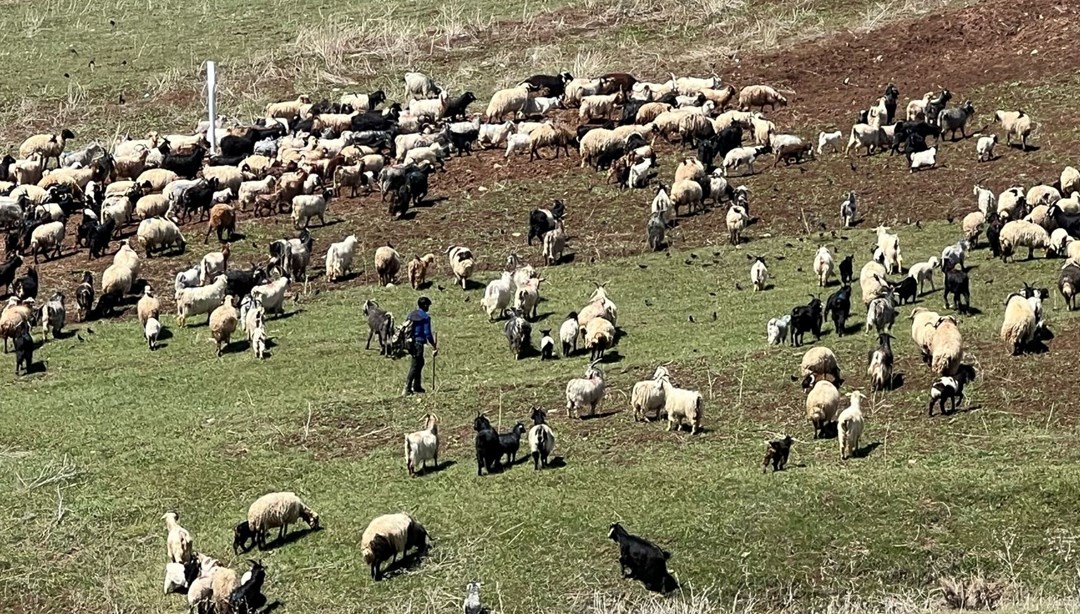 Çoban krizi büyüyor: 70 bin lira maaşı beğenmiyorlar