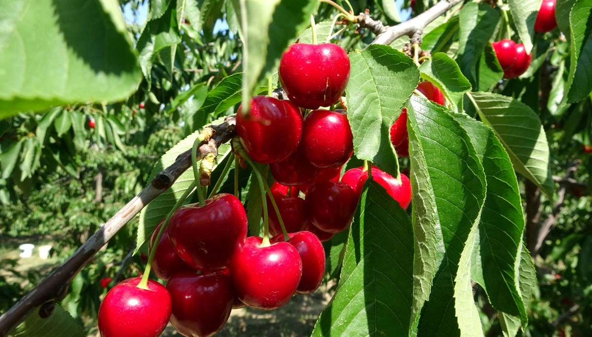 Çay bardağına bile sığmıyor: Hasadı başladı