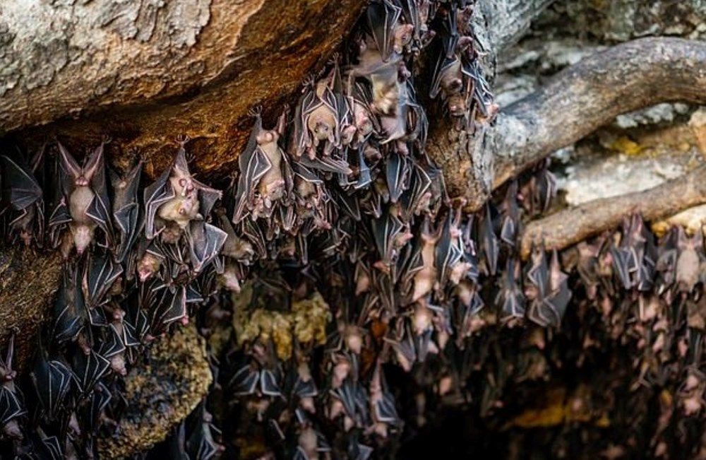 Covid-19 nasıl ortaya çıktı? Yeni iddialar - 30