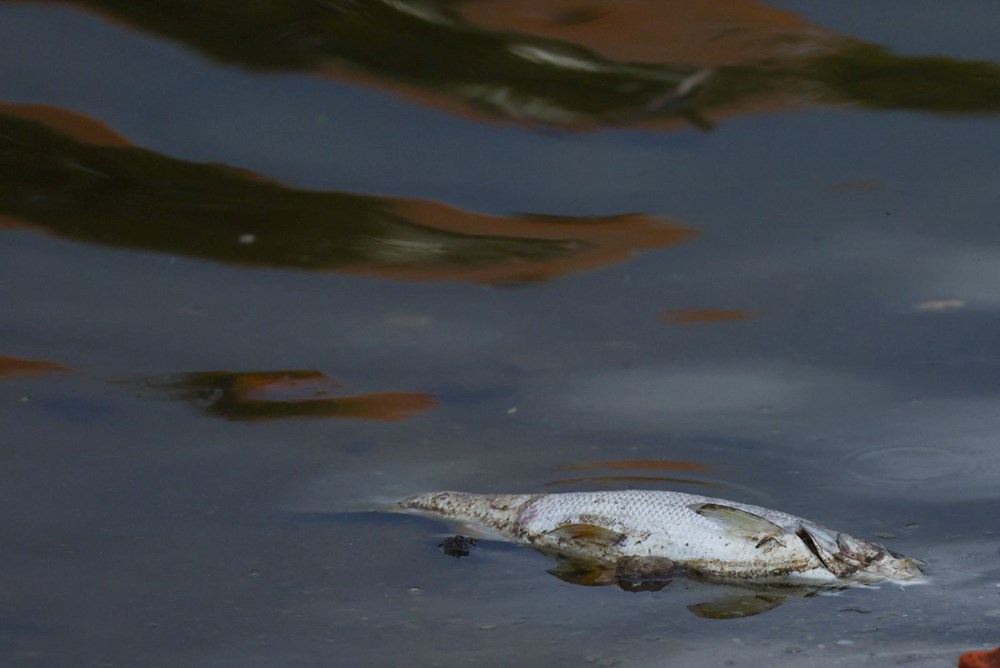 Polonya'nın Oder Nehri'nde ekolojik felaket: Binlerce balık nedeni bilinmeyen bir şekilde öldü - 8