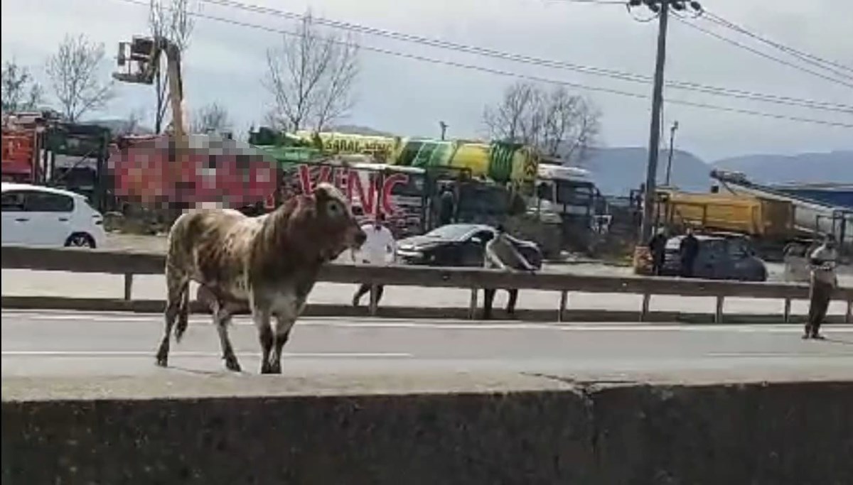 Sahibinin elinden kaçtı, trafiği birbirine kattı