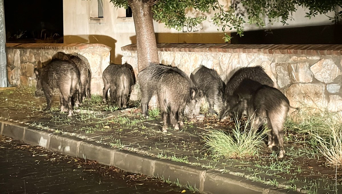 Bodrum'da aç kalan yaban domuzları şehre indi Bodrum'da aç kalan yaban domuzları şehre indi