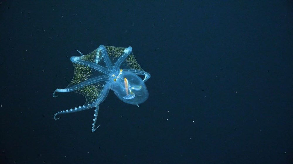 rare in the ocean "Glass Octopus" viewed - 4