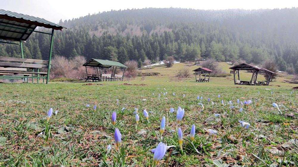 Müjdelenen Bahar: Çiğdemler Uyandı 73 Uj88kCSYvEKjvwKt7p3fhg