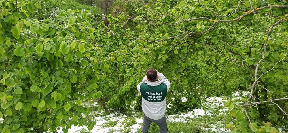 Samsun'da 'zirai don' tesiri; fındıkta ziyan, 3 eser de tehlikede 73 UnpYFmZZtkWIwTyGo6YCfA