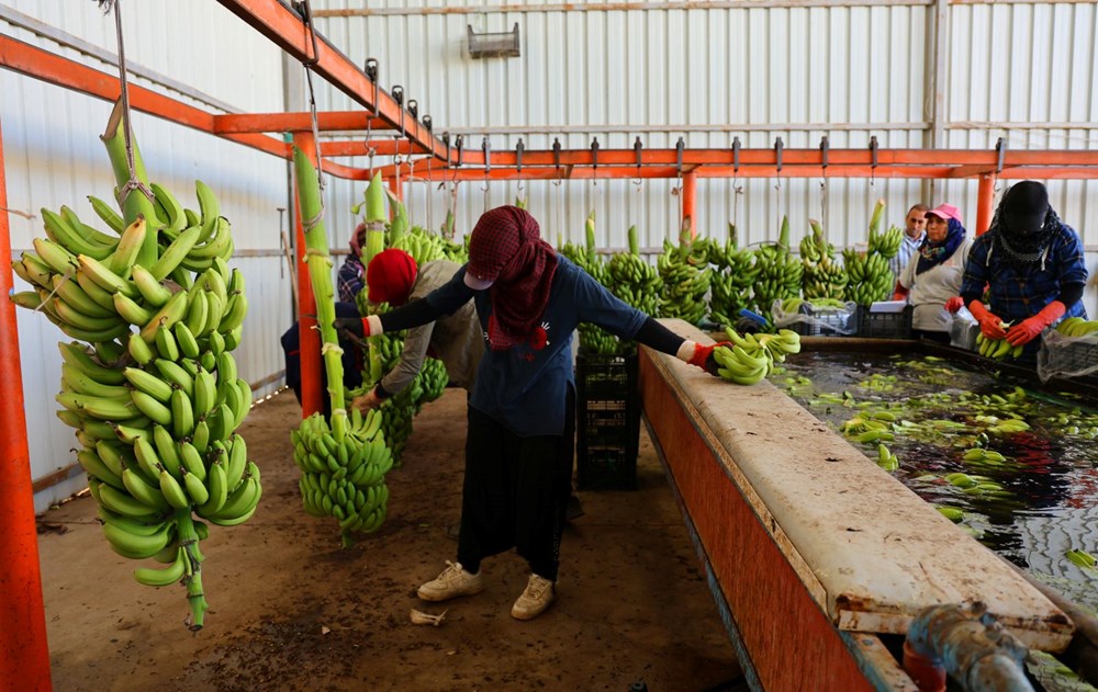 Kan şekeri seviyelerini dengeleyip yaşlanmanın önüne geçiyor! Adana'da hasadı başladı: Kilosu 27 liradan alıcı buluyor - 4