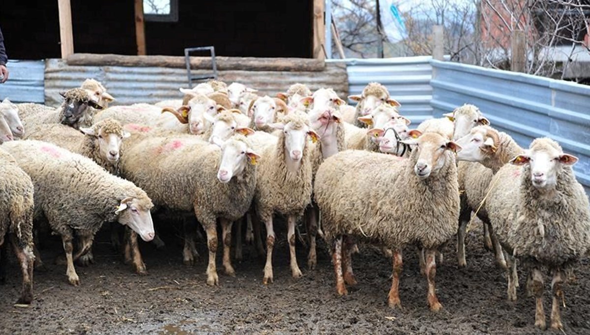 Şap hastalığı nedir, nasıl yayılır ve belirtileri neler? Bakanlıktan açıklama