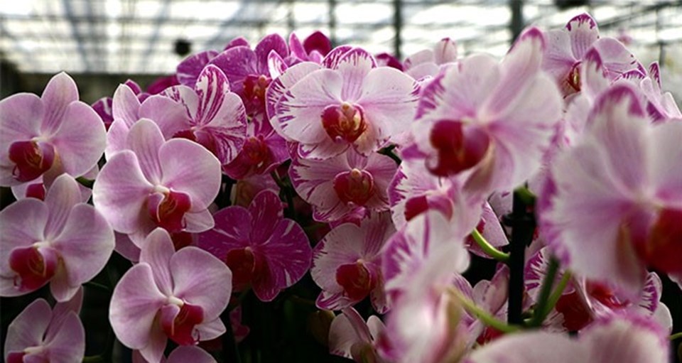 Orkideye 1 yılda yüzde 100 zam - 3