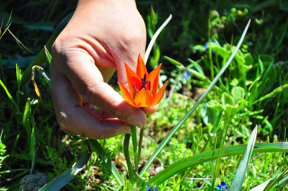 Yalnızca 10 gün canlı kalabiliyor: Koparmanın cezası 557 bin TL 72 UpwHu Tq 0mn9LYfqD36gg