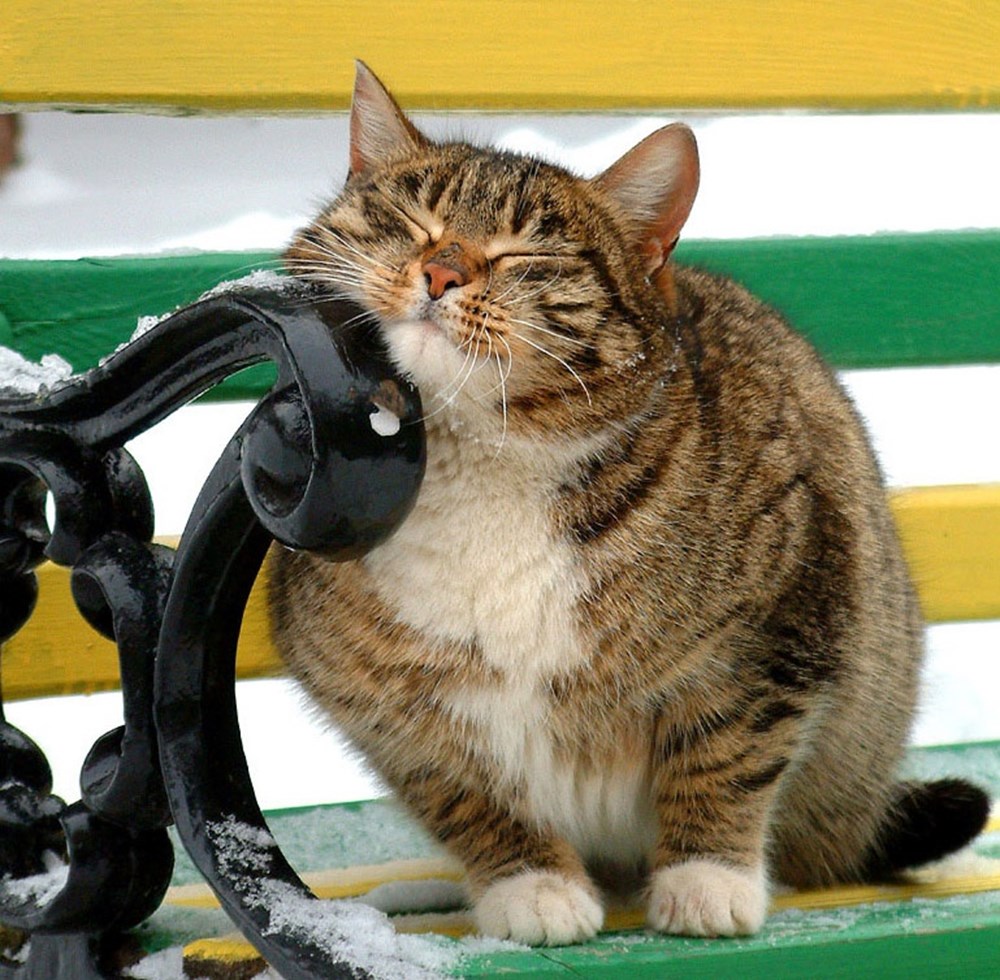 Прикольные кошки. Прикольные коты. Забавный кот. Приколы про кошек. Кот юмор.