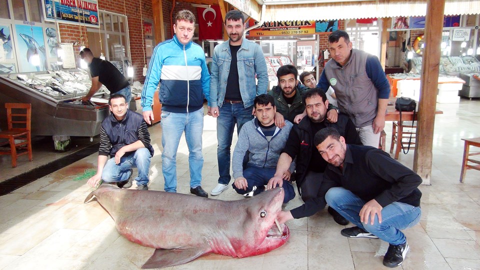 Mersin'de 4 metrelik köpek balığı yakalandı - 1