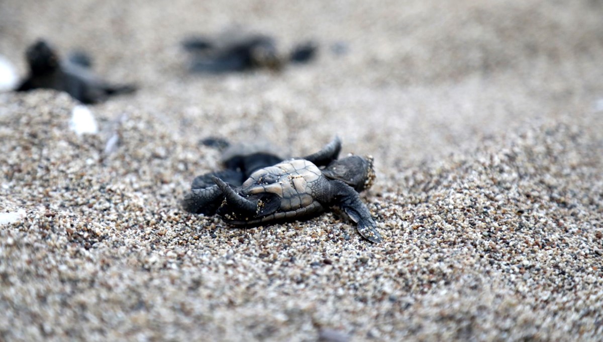 30 yıl aranın ardından yeni rekor gelecek mi? Caretta carettaların yavrulu yuva rekoruna son 6 30 yıl aranın ardından yeni rekor gelecek mi? Caretta carettaların yavrulu yuva rekoruna son 6