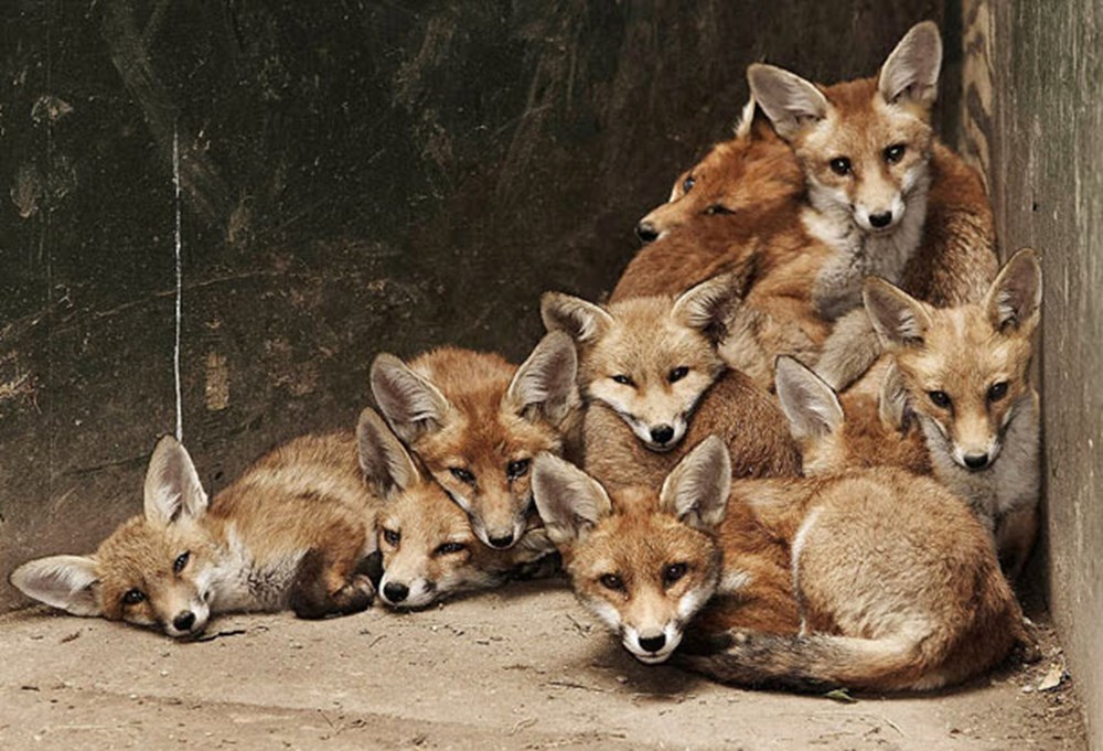 Many fox. Как называют детёнышей лисы. Foxes in London. Лиса особенности поведения. Many Foxes.