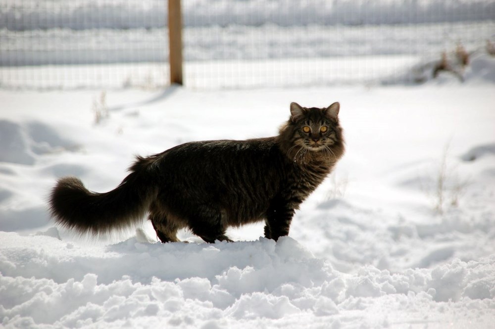 Bilim insanları en güzel ve en çirkin kedi türlerini açıkladı (Türkiye'ye özgü iki kedi türü listede) - 15