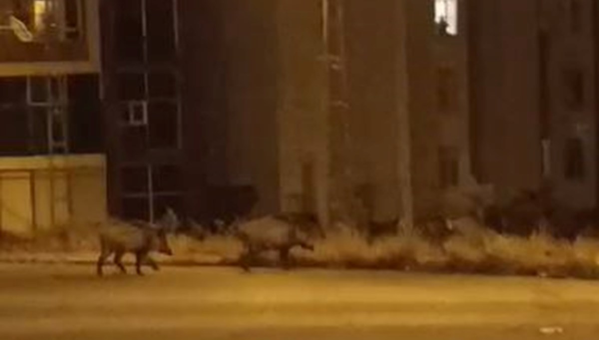 Aç kalan domuz sürüsü şehre indi Aç kalan domuz sürüsü şehre indi