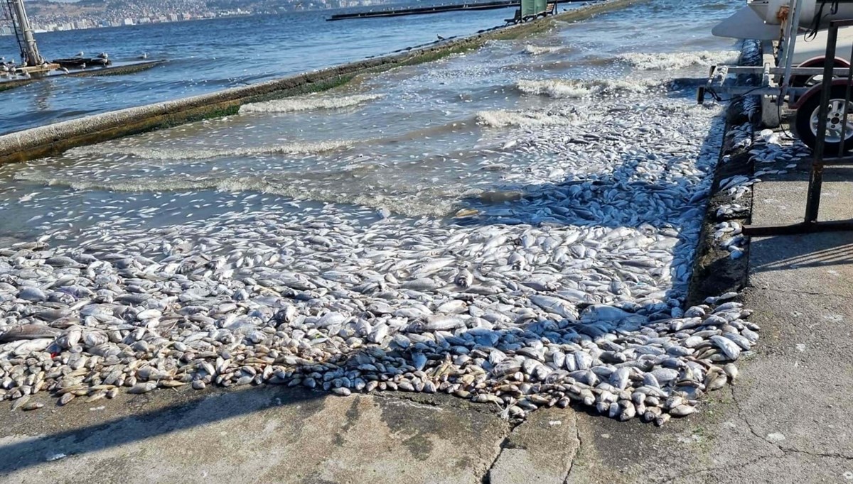 İzmir Körfezi'nin oksijen seviyesi yükseldi