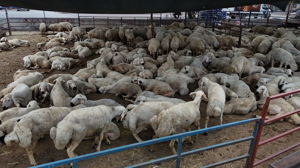 Kurbanlıklar görücüye çıktı: 13 bin liradan başlıyor 77