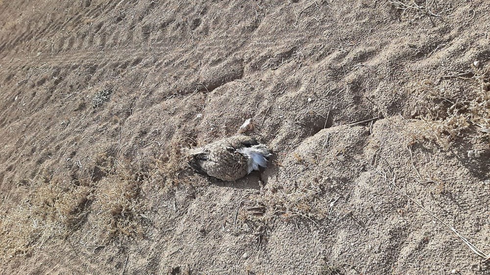 7 yıl sonra Trabzon'da görülen yakalı toy kuşunu avcılar vurdu - 3