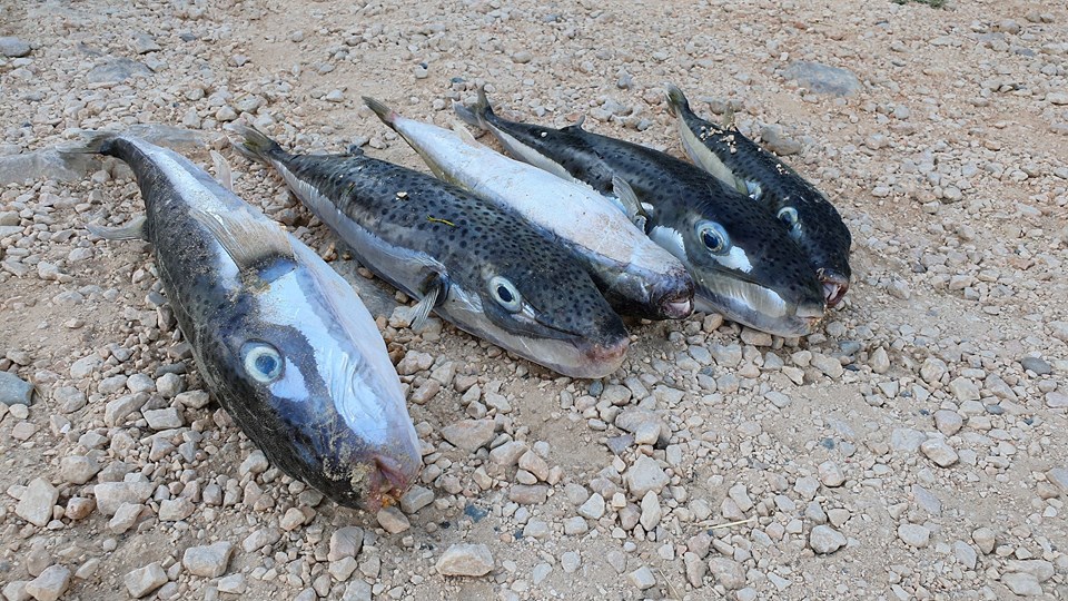 Sahile vuran balon balıklarını yiyen 11 kedi zehirlendi - 2