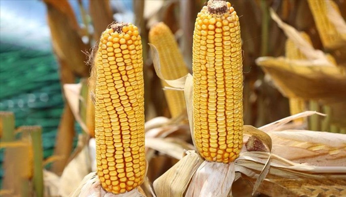 Mısır ithalatına kontenjan