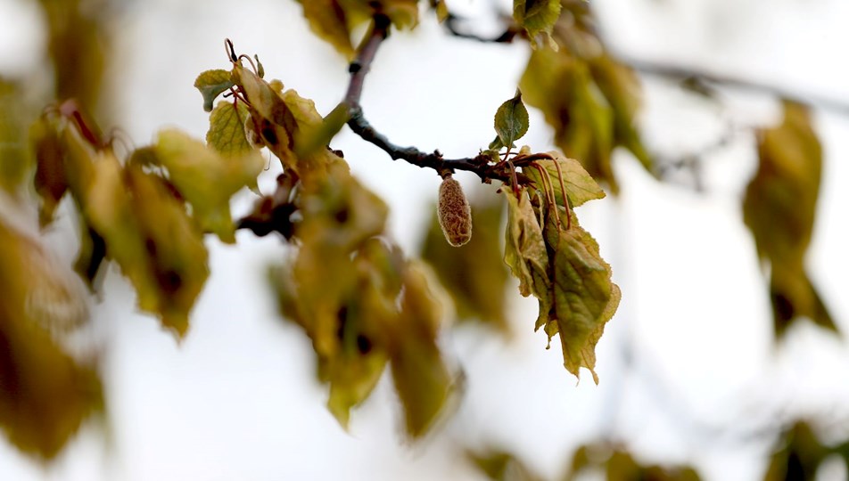 Zirai don felaketi için Meclis Araştırma Komisyonu kuruldu