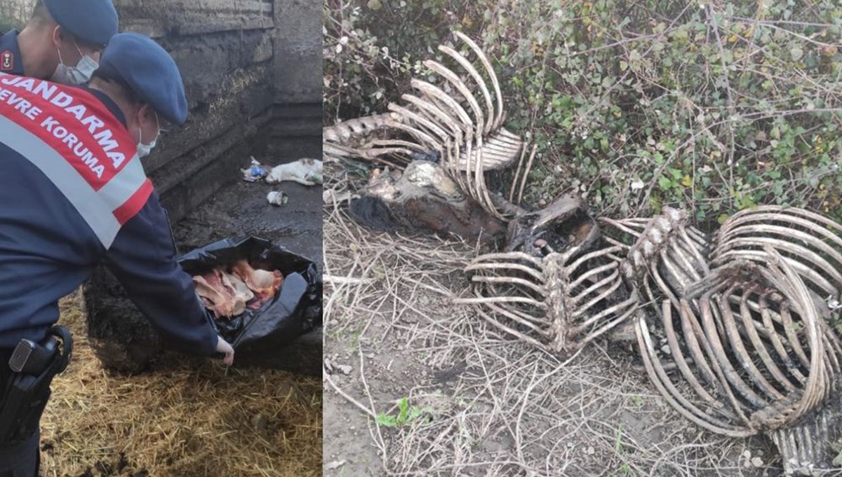 20 atı kesip, etlerini satan baba ve oğluna 193 bin lira ceza