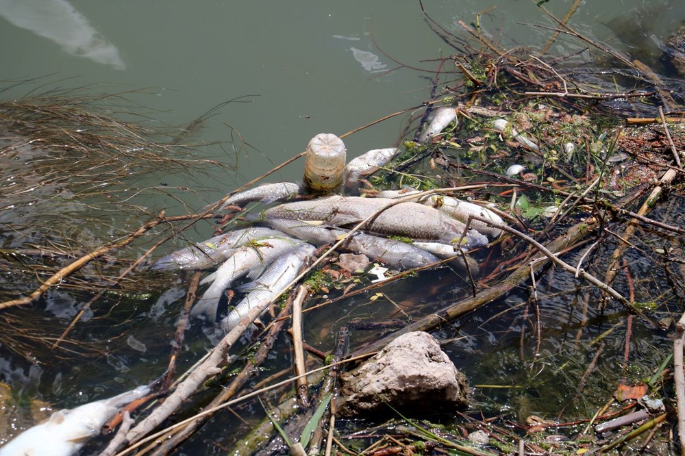 Türkiye’nin en uzun nehri Kızılırmak'ta toplu balık ölümleri - 2