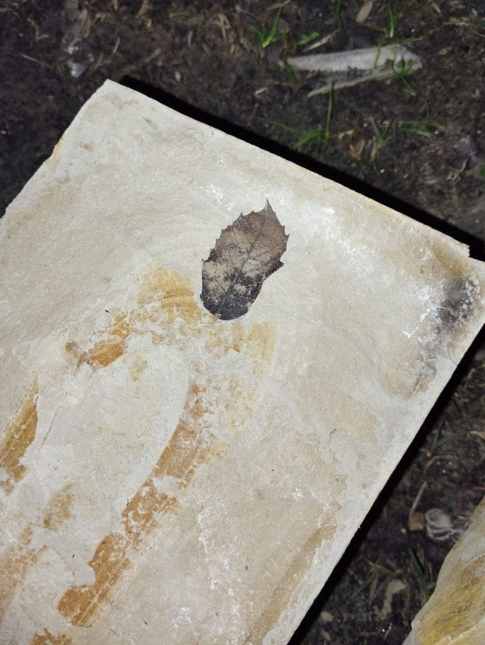 Kuşadası'nda gizemli keşif:15 milyon yıllık yaprak fosili bulundu 76 UzwmN7wXVE6av3SX0jYuRA