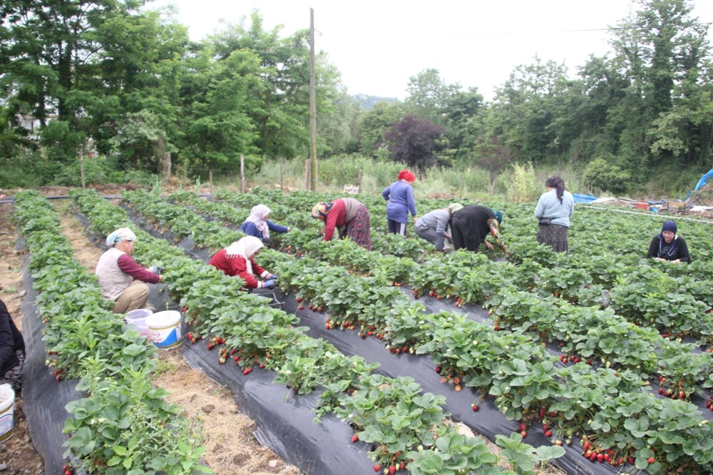 V sDcSOYkUeEYH7YfmO27Q