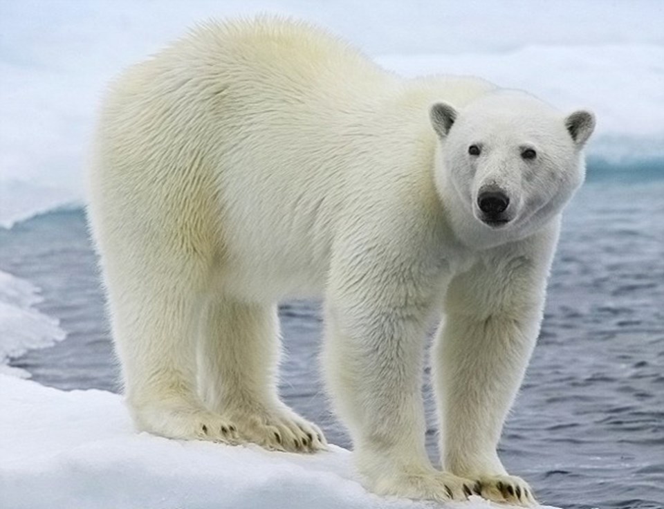 Turistleri selamlayan kutup ayısı - 2