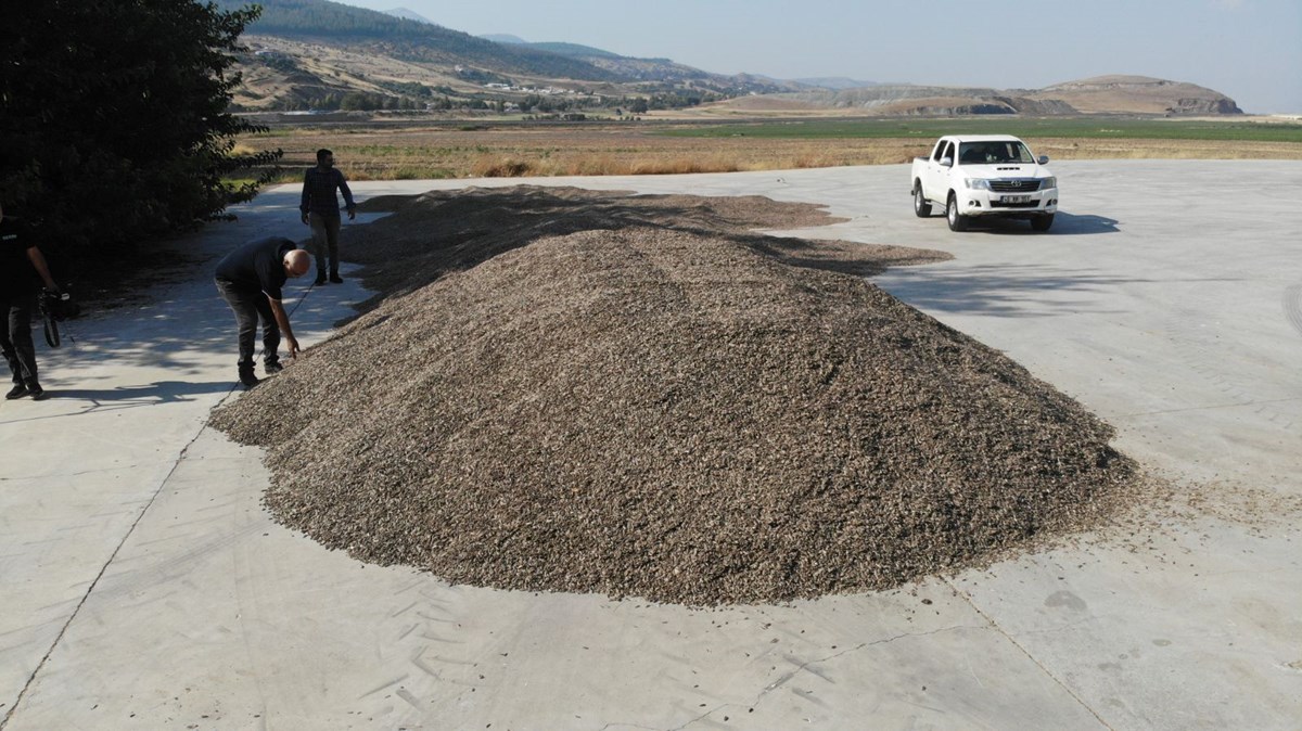 Kahramanmaraş’tan Türkiye'nin her yerine gönderiliyor! 30 bin ton rekolte beklentisi var