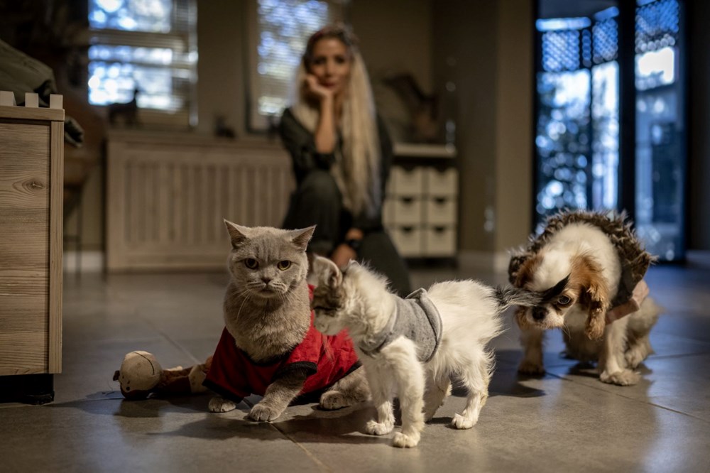 Obezken ünlenen kedi Şiraz'ın çilesi bitmiyor: Şimdi de sahipsiz kaldı - 5