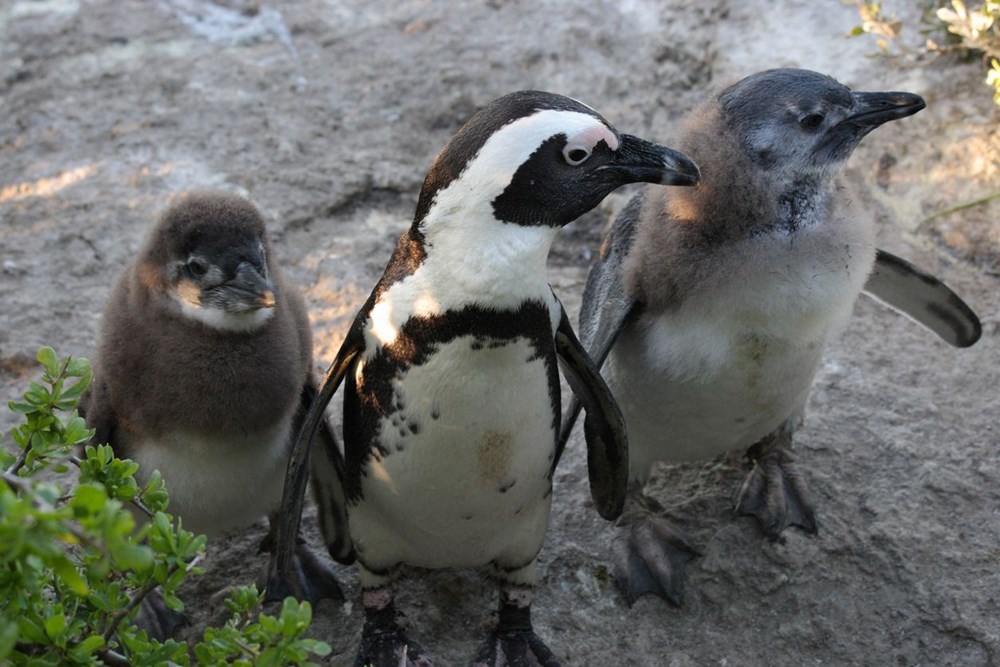 Bilim insanları uyardı: Afrika penguenlerinin soyu on yıllar içinde tükenebilir - 7