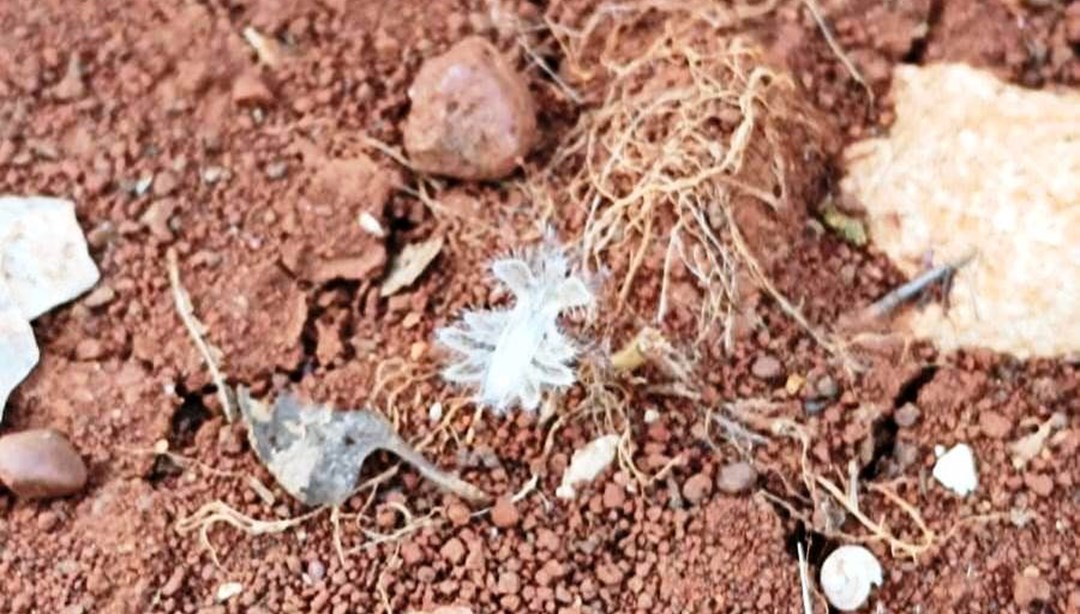 Adıyaman'da 'dikenli dantel böceği' görüntülendi