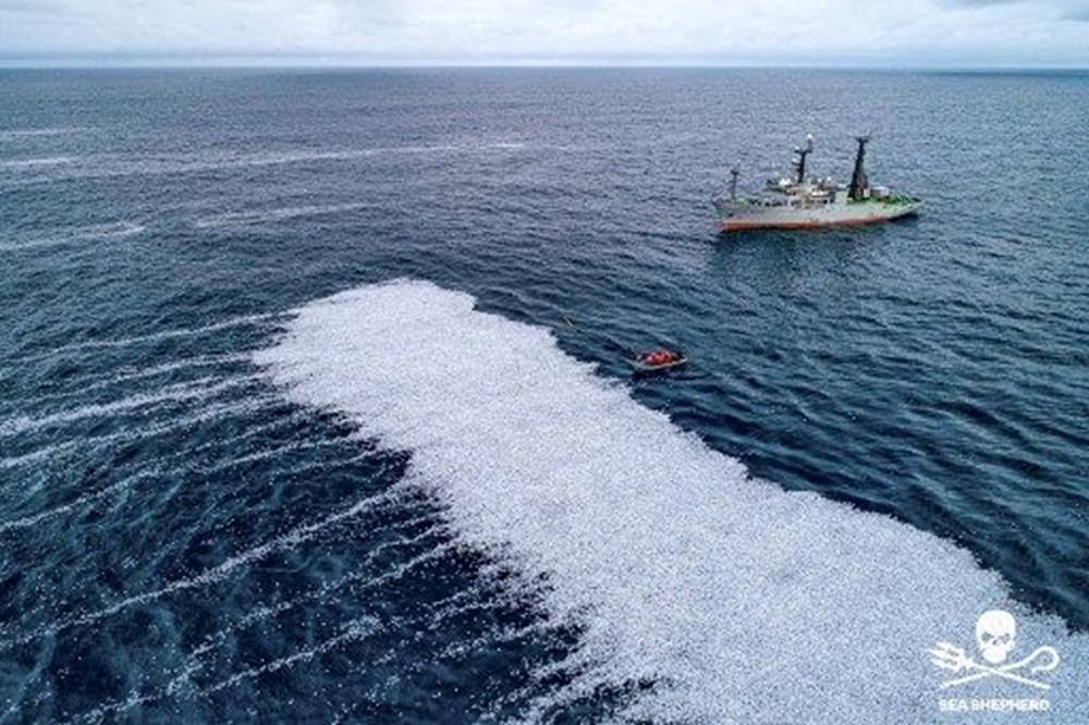 Fransa'da deniz yüzeyi 100 binden fazla ölü balıkla kaplandı - 4