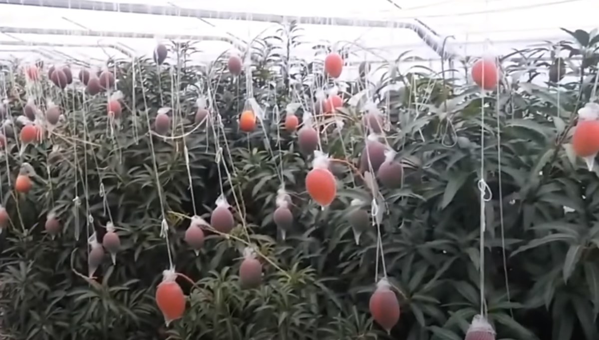 Japonya’da iki mango 58 bin 300 liraya alıcı buldu Japonya’da iki mango 58 bin 300 liraya alıcı buldu