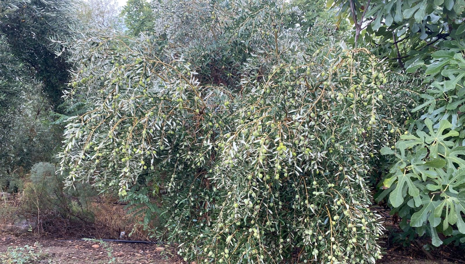 Üreticinin yüzünü güldürdü: Rekolte düşük ama kalite yüksek