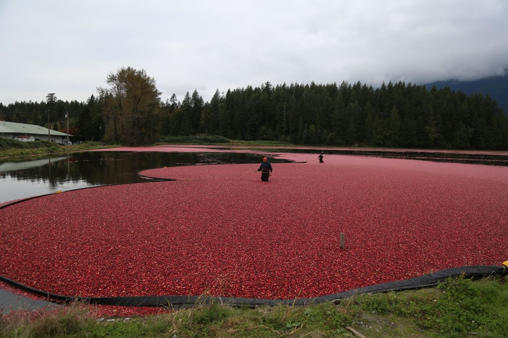 Kanada'da kızılcık hasadı - 3
