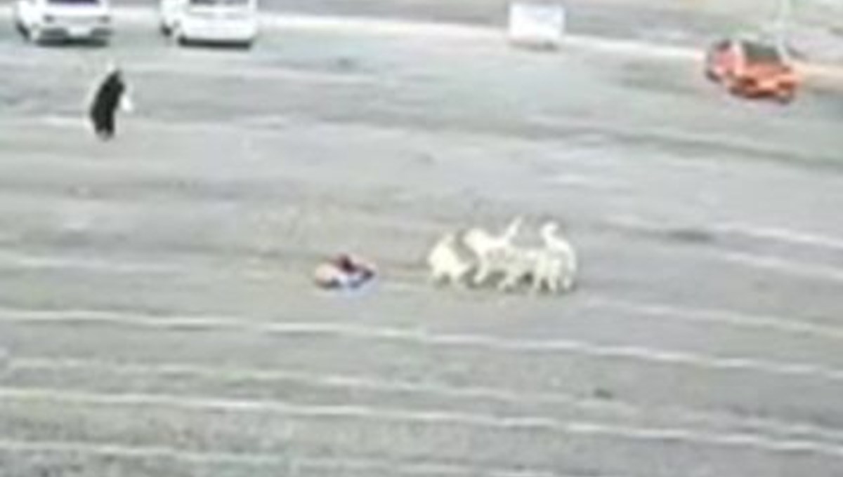 Sokak köpekleri öğrenciye saldırdı