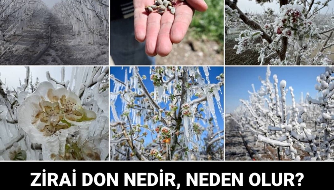 Zirai don haritası: Zirai don nedir, neden, kaç derecede olur?