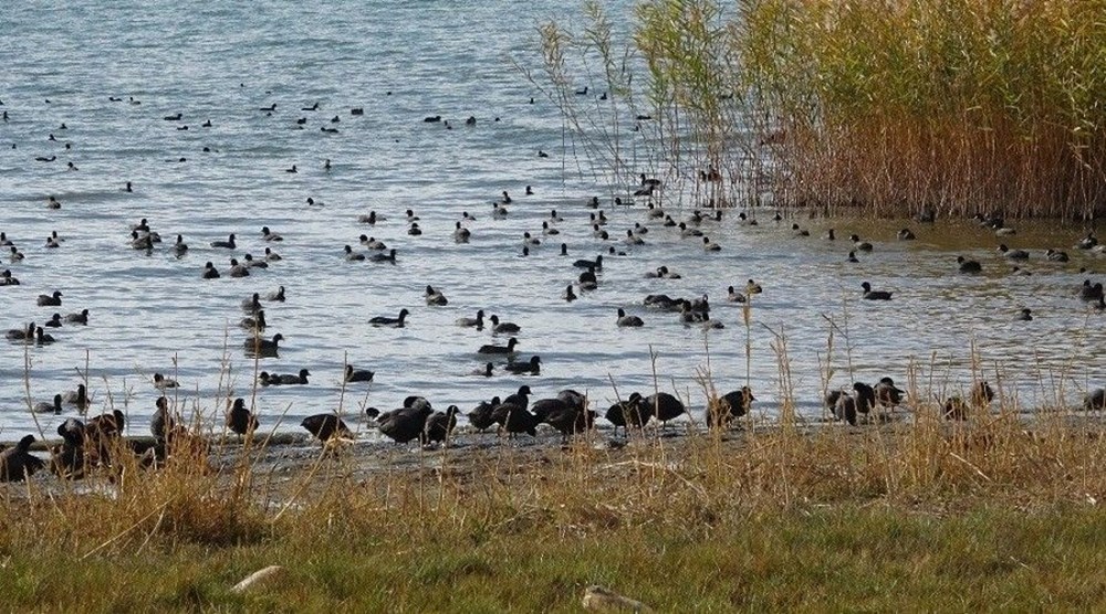 Van'ın kuş cenneti Erçek Gölü, yaban kazlarıyla şenlendi - 7