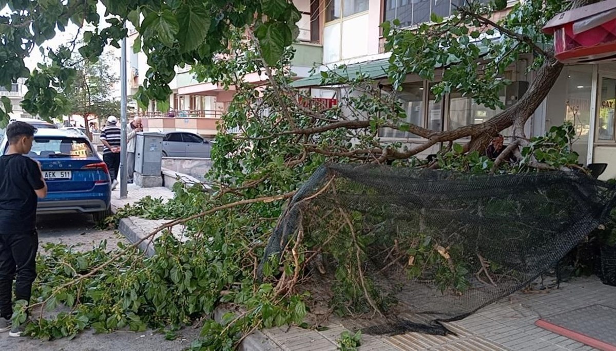 Üzerine düşen dal parçası hastanelik etti