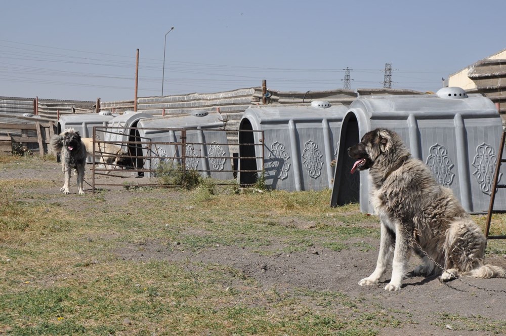 Coğrafi işaretli Kars çoban köpeğinin saflaştırılması için çalışma başlatıldı - 4