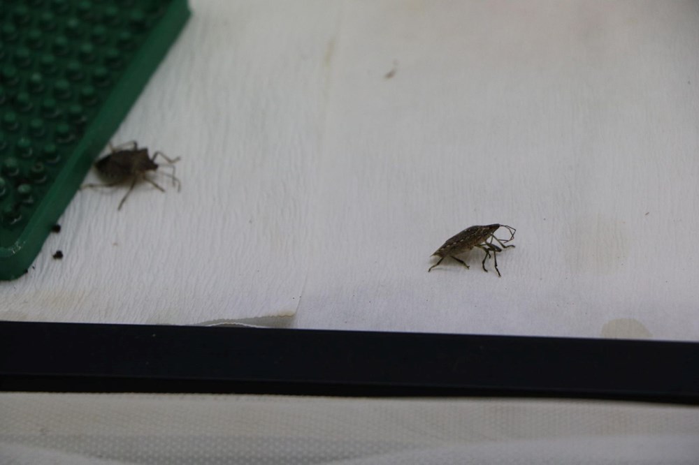 İstilacı 'kokarca'ya karşı 30 bin samuray arı yetiştiriliyor - 12