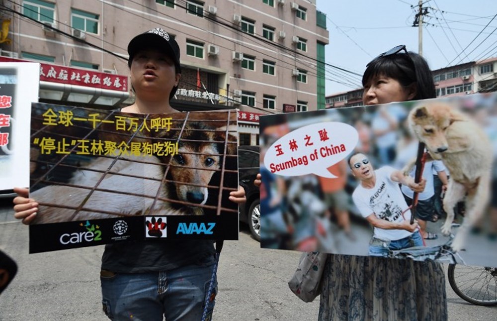 Tayvan kedi köpek yenmesini yasaklayan ilk Asya ülkesi oldu NTV