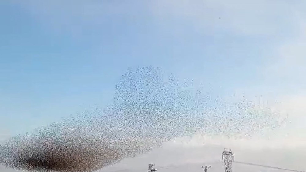 Sığırcıkların Dansı: Gökyüzünde Büyüleyici Bir Balerin Şovu 72 VB LVeok9UagSLSdsTfyUQ