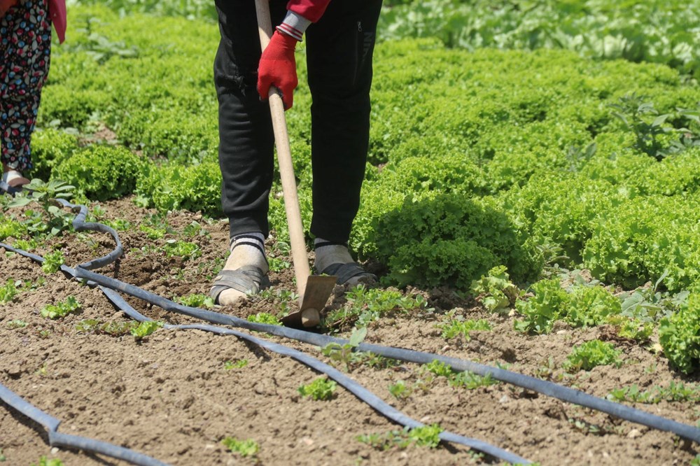 Mevsimlik işçilerin zorlu mücadelesi: Yüksek sıcaklığa rağmen çalışıyorlar - 2