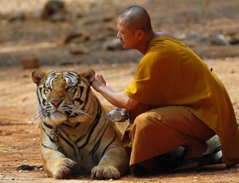 Tiger and his priests live together in this temple - 3