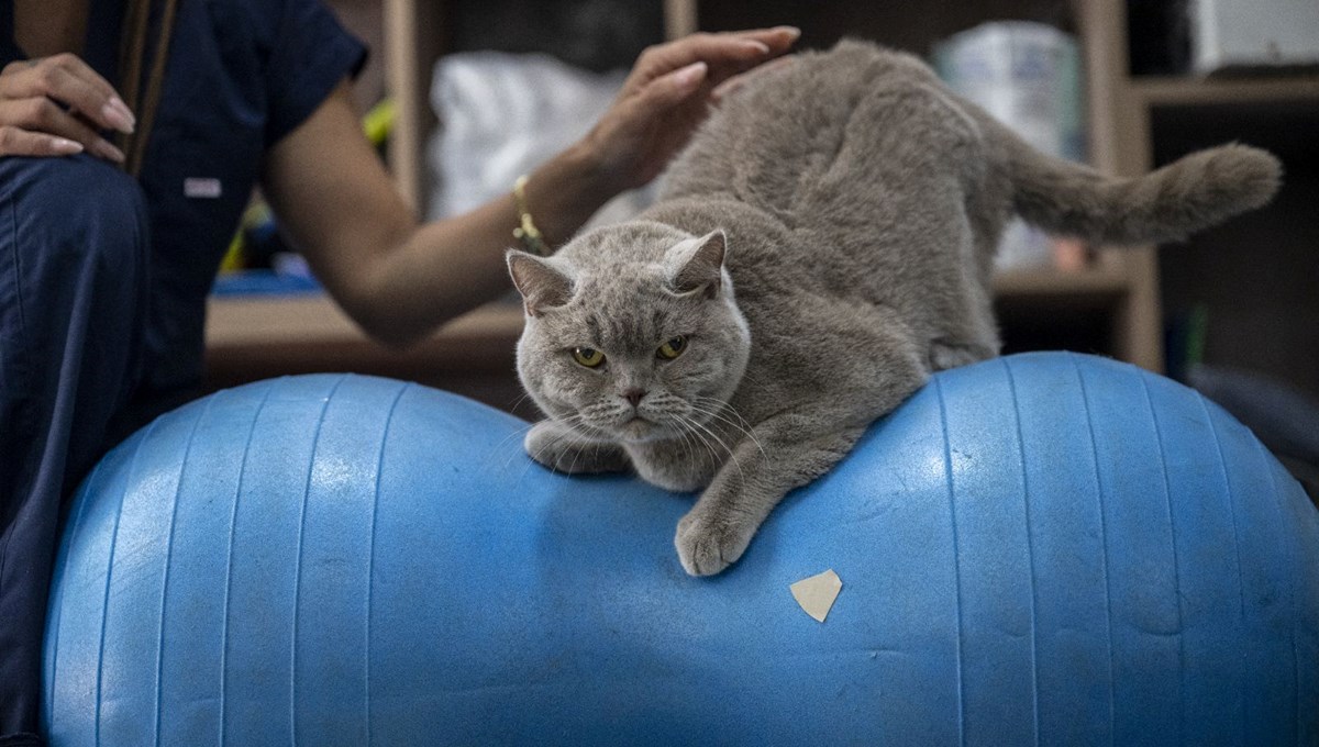 Obez kedi Şiraz'ın muhteşem değişimi: Pilates ve yüzmeyle 6 kilo verdi Obez kedi Şiraz'ın muhteşem değişimi: Pilates ve yüzmeyle 6 kilo verdi