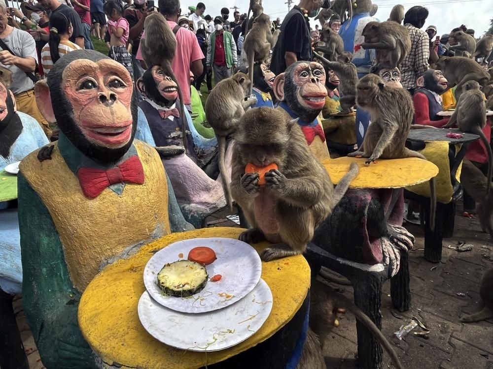 Tayland'da maymunlara açık büfe ziyafeti: Binlerce ton gıda saniyeler içinde bitti - 2